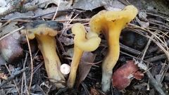 Leotia lubrica