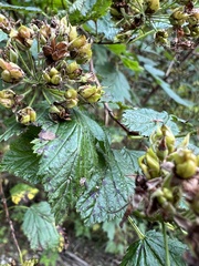 Physocarpus capitatus