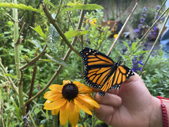 Danaus plexippus plexippus