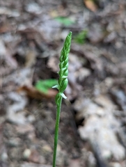 Spiranthes ovalis erostellata