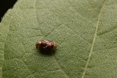 Clastoptera obtusa