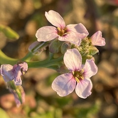 Cakile maritima