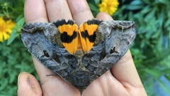 Eudocima serpentifera