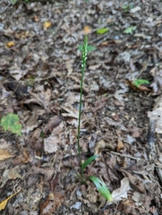 Spiranthes ovalis erostellata