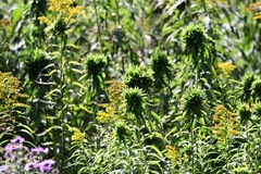 Rhopalomyia capitata