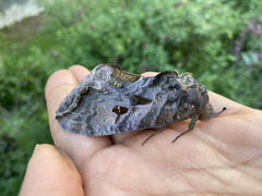 Eudocima serpentifera