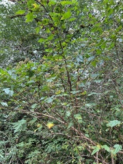 Physocarpus capitatus