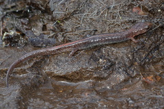 Plethodon angusticlavius