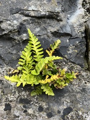 Asplenium marinum