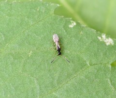 Diapriinae