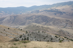 Juniperus polycarpos