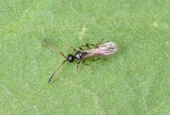 Diapriinae