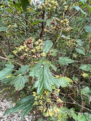 Physocarpus capitatus