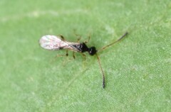 Diapriinae