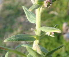 Anchusa capensis