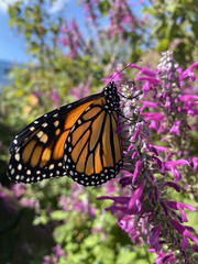 Danaus plexippus plexippus