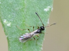 Diapriinae