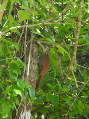 Xiphorhynchus flavigaster