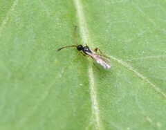 Diapriinae
