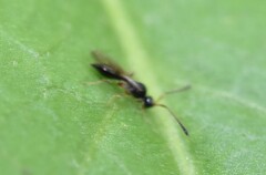Diapriinae