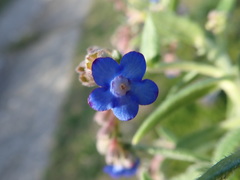 Anchusa capensis