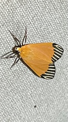 Uranophora walkeri