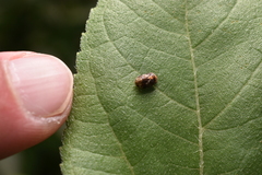 Clastoptera obtusa
