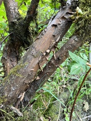 Physocarpus capitatus