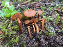 Cortinarius gentilis