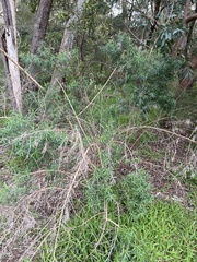 Cassinia longifolia