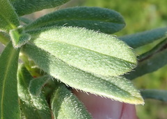 Anchusa capensis