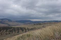 Juniperus polycarpos