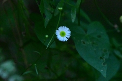 Erigeron strigosus