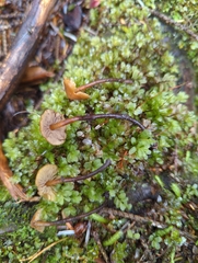 Stagnicola perplexa