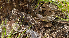 Phrynosoma hernandesi