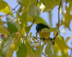 Anthreptes malacensis