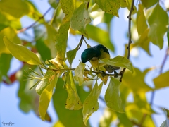 Anthreptes malacensis