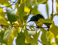 Anthreptes malacensis