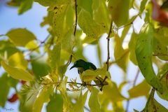 Anthreptes malacensis