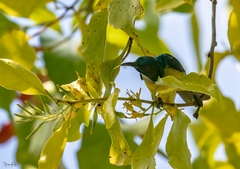 Anthreptes malacensis