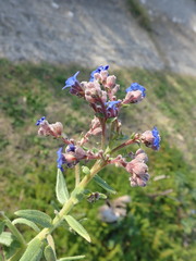 Anchusa capensis