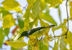 Anthreptes malacensis