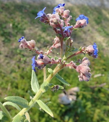 Anchusa capensis