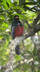 Trogon massena
