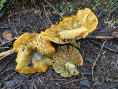 Lactarius deliciosus
