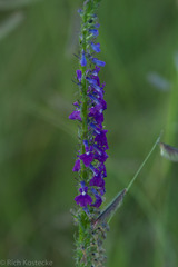 Lobelia fenestralis