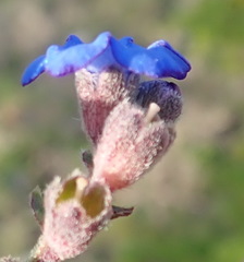 Anchusa capensis
