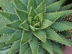 Aloe brevifolia