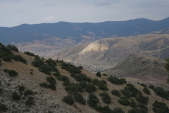 Juniperus polycarpos