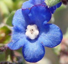 Anchusa capensis